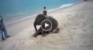 Слоненок  на пляже