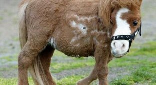 Очаровательная карликовая лошадь Koda (10 фото)