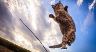 Удивительные летающие кошки (14 фото)