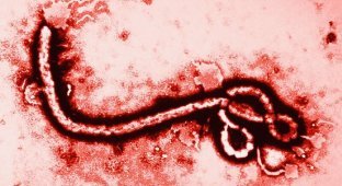 В Конго разрастается эпидемия вируса Эбола (2 фото)