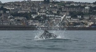 Редкие кадры: дельфины выбрасывают из воды своего собрата (6 фото)