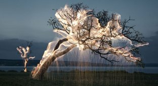 Фотограф снимает удивительные фотографии, показывая свет, «льющийся» с деревьев (6 фото)