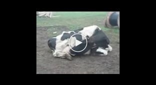 Корова пьет свое молоко