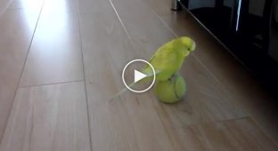 Попугай балансирует на мячике