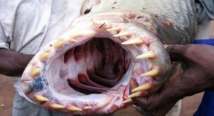 Топ 10 самых отвратительных рыб (13 фото)