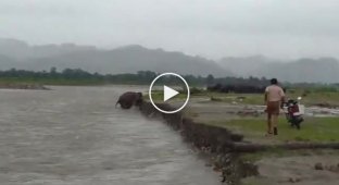 В Индии слоны помогли маленькому детенышу выбраться из реки