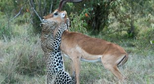 Поцелуй смерти: импала в лапах леопарда (5 фото)