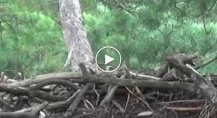 Самка сокола-чеглока садится на кладку