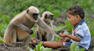 Современный Маугли. В Индии двухлетний мальчик подружился со стаей обезьян (11 фото)