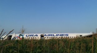 Пилотов, сумевших посадить самолет Airbus А321 на кукурузное поле, представят к государственным наградам