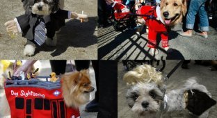 Собачий парад в честь Хэллоуина прошел в Нью-Йорке (32 фото)