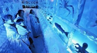 Замороженный аквариум в Японии (5 фото)