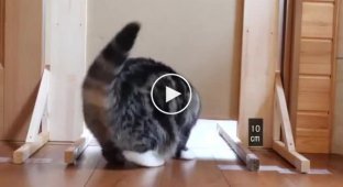Японское исследование насколько узкие щели могут преодолевать котики