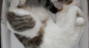 Кошки, спящие в странных местах (27 фото)