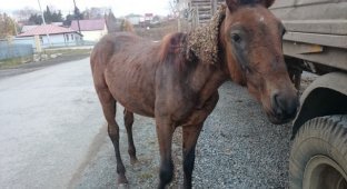 На Урале в центре города жители нашли бездомного коня (3 фото)