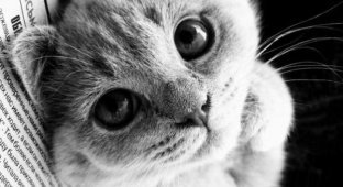 Профессиональные снимки кошек (87 фотографий)