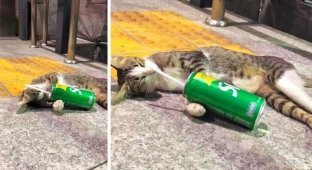 Лежавшая возле метро с банкой газировки кошка напомнила женщине не дошедшего до дома выпивоху (2 фото + 1 видео)