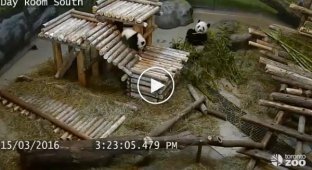 Подборка падений панд в зоопарке Торонто