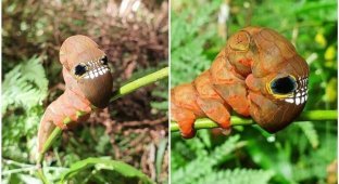 Природа сотворила: жутковатое насекомое из Австралии (7 фото)
