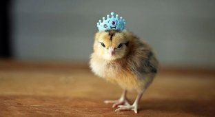 Цыплята в шляпах... (10 фото)