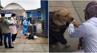 Много дней преданный пёс ждёт своего хозяина у дверей больницы (4 фото + 1 видео)