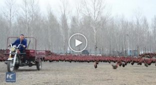 Как китайский фермер выгуливает свою 70-тысячную куриную армию
