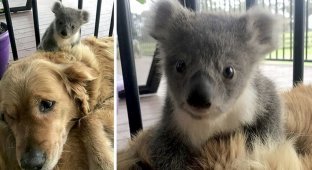 Собака спасла детеныша коалы от замерзания (7 фото)