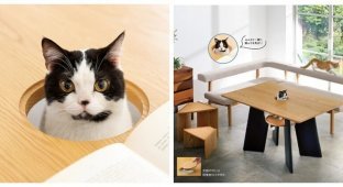 Пообедать с питомцем: в Японии придумали стол с отверстием для кота (4 фото)