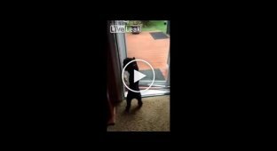 Собака открыла дверь своей подруге