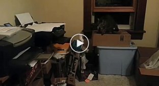 Кот и принтер