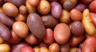 День знакомства Европы с картофелем