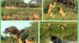 Прыжок антилопы через двух львиц! (2 фото + 1 видео)