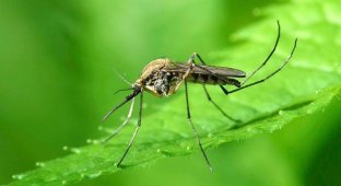 Кого комары кусают чаще и почему (8 фото)