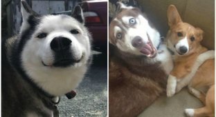 Хаски - удивительные собаки! 40 забавных хаски, которые покорят ваше сердце (39 фото)