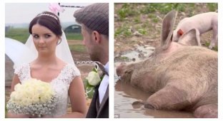 Свадьба со свиньями по-английски (10 фото)