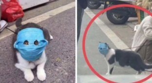 Кот, которого защитили от коронавируса маской, стал героем смешных фотожаб (16 фото)