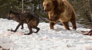 Медведь вступил в кровавую схватку со стаей волков ради туши оленя (13 фото)