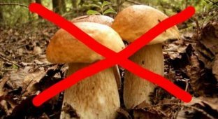 Почему народы Севера не употребляют в пищу грибы? (6 фото)