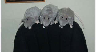 Офисные крысы (17 фото)