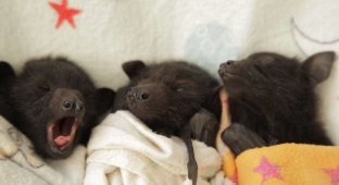 Фотографии маленьких летучих мышей, которые не кажутся такими жуткими и пугающими