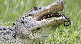 Голодному крокодилу черепаха и змея - на один зуб (8 фото)