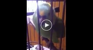 Как ведет себя попугай после того как в доме появился малыш