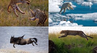 Животные в полете (24 фото)