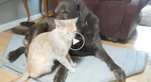 Настоящие друзья кот и собака
