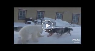 Белая медведица пытается защитить своих детей от собак которые защищали территорию
