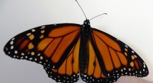 Трансплантация крыла бабочки Монарха (6 фото)