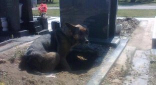 Сербская зоозащитница спасла собаку, поселившуюся на могиле умершего хозяина (8 фото)
