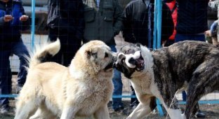 Жестокие собачьи бои на стадионе в Бишкеке (12 фото)