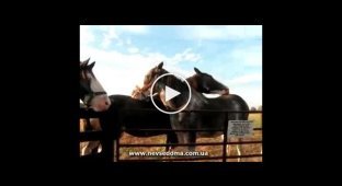 Любовь между лошадями