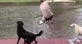 Собаки ринулись спасать хозяина, когда тот прыгнул в воду с тарзанки